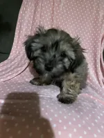 girl, a female Havapoo for sale in Watertown, SD – Photo 3 of 4