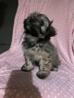 girl, a female Havapoo for sale in Watertown, SD – Photo 2 of 4