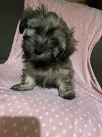 girl, a female Havapoo for sale in Watertown, SD – Photo 1 of 4