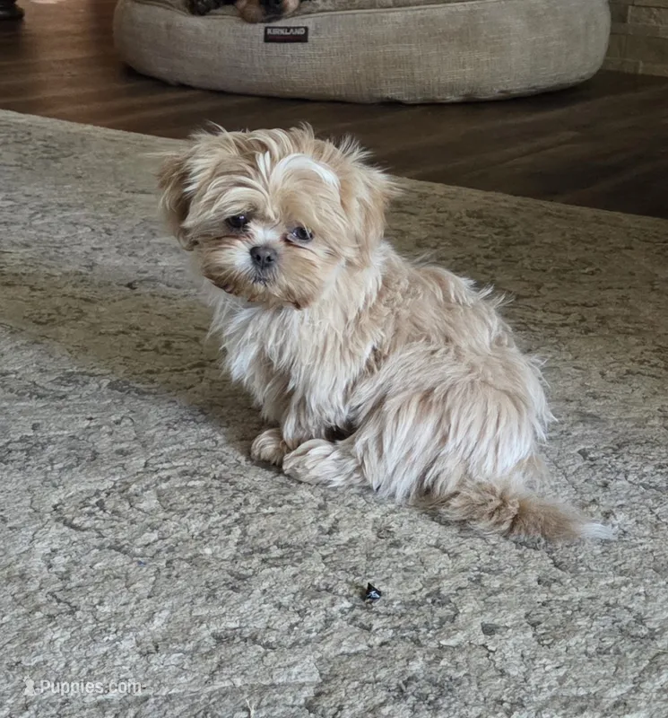 Karat – Shih Tzu puppy for sale in Florence, MT