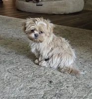 Karat, a female Shih Tzu for sale in Florence, MT – 1 of 1