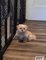 Kitt, a male Shih Tzu for sale in Florence, MT – 1 of 1