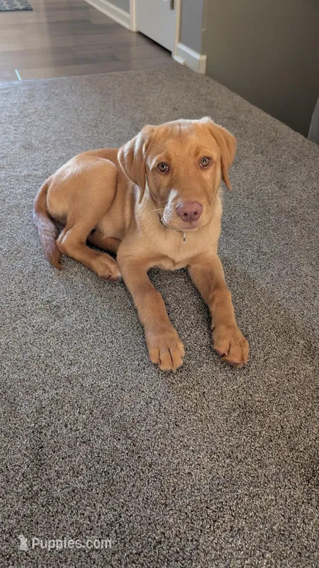 Leo – Labrador Retriever puppy for sale in Omaha, NE