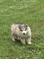 Alaskan Malamute , a female Alaskan Malamute for sale in Clearbrook, VA – 2 of 4