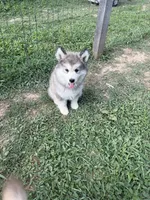 Alaskan Malamute , a female Alaskan Malamute for sale in Clearbrook, VA – 8 of 9