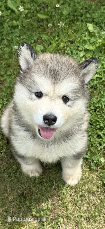 Alaskan Malamute  – Alaskan Malamute puppy for sale in Clearbrook, VA
