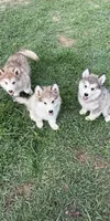 Alaskan Malamute , a female Alaskan Malamute for sale in Clearbrook, VA – 7 of 9