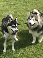 Alaskan Malamute , a female Alaskan Malamute for sale in Clearbrook, VA – 4 of 8