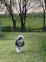 Alaskan Malamute , a female Alaskan Malamute for sale in Clearbrook, VA – 5 of 8