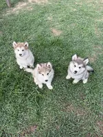 Alaskan Malamute , a female Alaskan Malamute for sale in Clearbrook, VA – 9 of 9