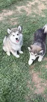 Alaskan Malamute , a female Alaskan Malamute for sale in Clearbrook, VA – 6 of 9