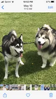 Alaskan Malamute , a female Alaskan Malamute for sale in Clearbrook, VA – 7 of 8
