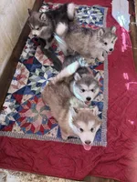 Alaskan Malamute , a female Alaskan Malamute for sale in Clearbrook, VA – 3 of 8