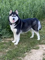 Alaskan Malamute , a female Alaskan Malamute for sale in Clearbrook, VA – 8 of 8