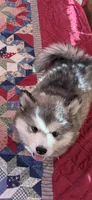 Alaskan Malamute , a female Alaskan Malamute for sale in Clearbrook, VA – 2 of 8