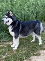 Alaskan Malamute , a female Alaskan Malamute for sale in Clearbrook, VA – 6 of 8