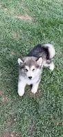 Alaskan Malamute , a female Alaskan Malamute for sale in Clearbrook, VA – 8 of 9