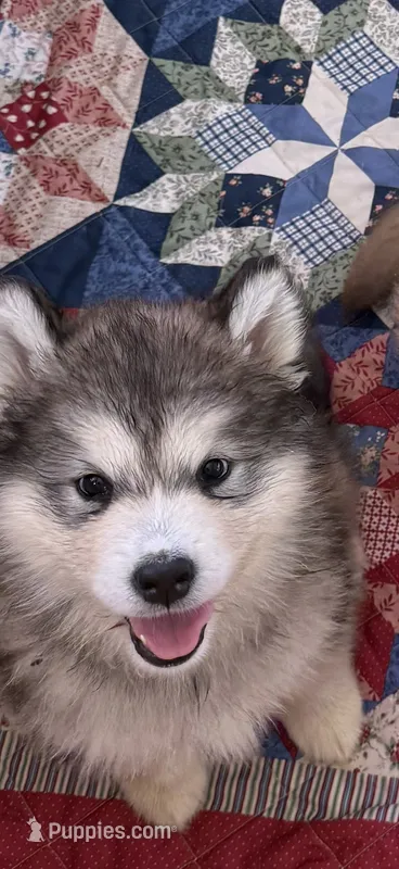 Alaskan Malamute  – Alaskan Malamute puppy for sale in Clearbrook, VA