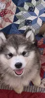 Alaskan Malamute , a female Alaskan Malamute for sale in Clearbrook, VA – 1 of 8