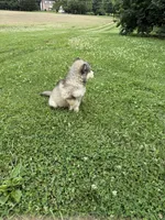 Alaskan Malamute , a female Alaskan Malamute for sale in Clearbrook, VA – 4 of 4