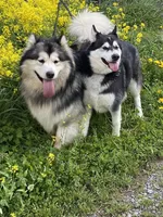 Alaskan Malamute , a female Alaskan Malamute for sale in Clearbrook, VA – 4 of 9
