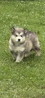 Alaskan Malamute , a female Alaskan Malamute for sale in Clearbrook, VA – 3 of 4