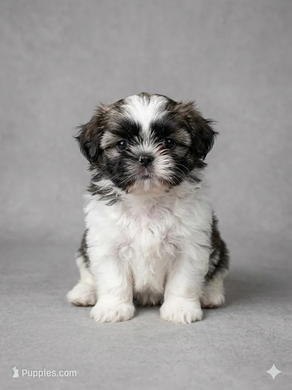 Iris – Maltese, Shih Tzu puppy for sale in Palm Coast, FL