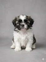 Iris, a female Maltese and Shih Tzu for sale in Palm Coast, FL – 1 of 1