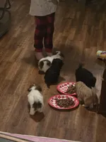 Jasper - malshipoo, a male Maltipoo and Shih Tzu for sale in Palm Coast, FL – Photo 2 of 2