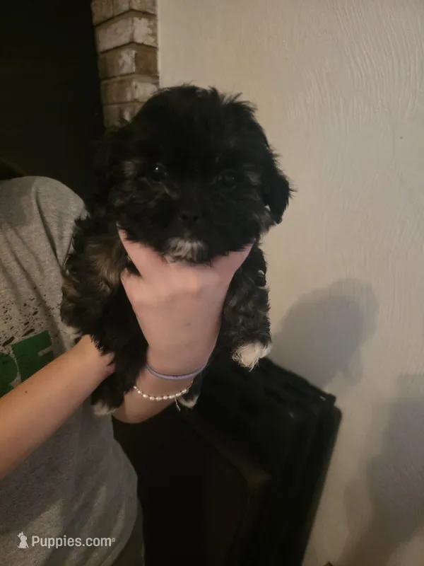 Jasper - malshipoo – Maltipoo, Shih Tzu puppy for sale in Palm Coast, FL