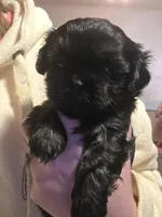 Toby - malshipoo, a male Maltipoo and Shih Tzu for sale in Palm Coast, FL – Photo 3 of 4