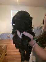 Toby - malshipoo, a male Maltipoo and Shih Tzu for sale in Palm Coast, FL – Photo 2 of 4