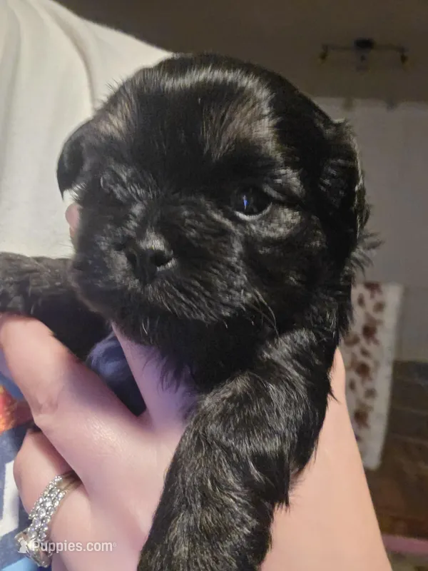 Toby - malshipoo – Maltipoo, Shih Tzu puppy for sale in Palm Coast, FL