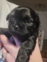 Toby - malshipoo, a male Maltipoo and Shih Tzu for sale in Palm Coast, FL – Photo 1 of 4