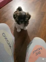 Rosie, a female Maltese and Shih Tzu for sale in Palm Coast, FL – 2 of 2