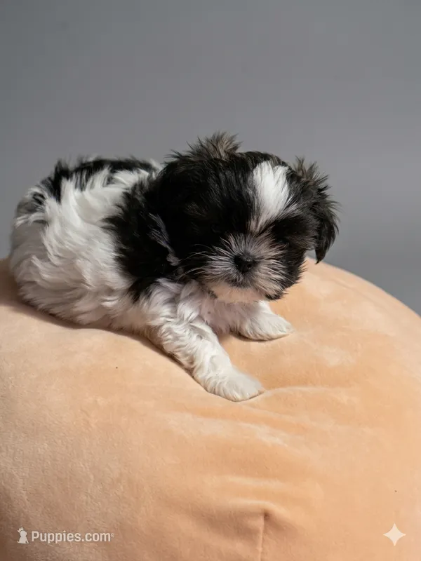 Jasmine – Maltese, Shih Tzu puppy for sale in Palm Coast, FL