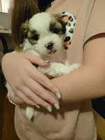 Mr. Moo -malshipoo, a male Maltipoo and Shih Tzu for sale in Palm Coast, FL – Photo 6 of 8