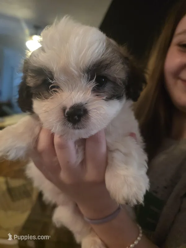 Mr. Moo -malshipoo – Maltipoo, Shih Tzu puppy for sale in Palm Coast, FL