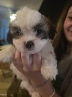 Mr. Moo -malshipoo, a male Maltipoo and Shih Tzu for sale in Palm Coast, FL – Photo 1 of 8