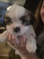 Mr. Moo -malshipoo, a male Maltipoo and Shih Tzu for sale in Palm Coast, FL – Photo 2 of 8