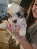 Mr. Moo -malshipoo, a male Maltipoo and Shih Tzu for sale in Palm Coast, FL – Photo 3 of 8