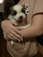 Mr. Moo -malshipoo, a male Maltipoo and Shih Tzu for sale in Palm Coast, FL – Photo 4 of 8