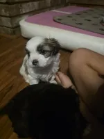 Mr. Moo -malshipoo, a male Maltipoo and Shih Tzu for sale in Palm Coast, FL – Photo 7 of 8