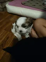 Mr. Moo -malshipoo, a male Maltipoo and Shih Tzu for sale in Palm Coast, FL – Photo 5 of 8