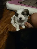 Mr. Moo -malshipoo, a male Maltipoo and Shih Tzu for sale in Palm Coast, FL – Photo 8 of 8