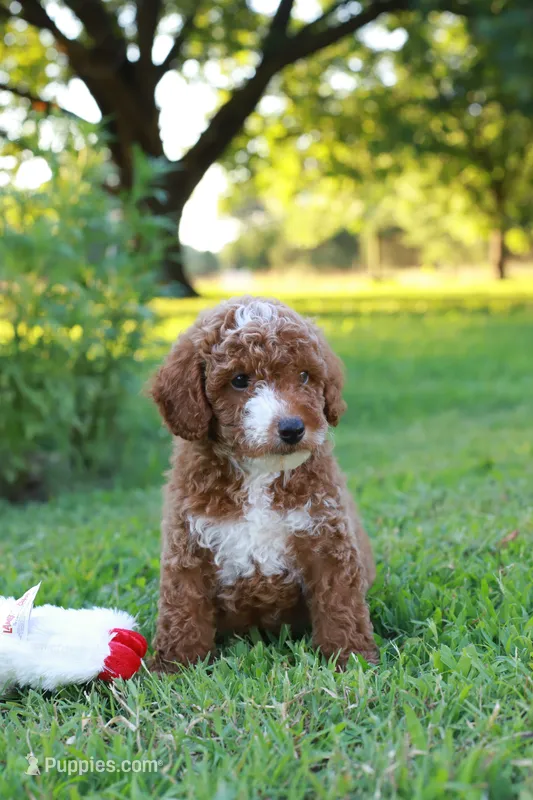 Ziggy – Miniature Goldendoodle puppy for sale in Trenton, TN