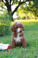 Ziggy, a male Miniature Goldendoodle for sale in Trenton, TN – 1 of 3