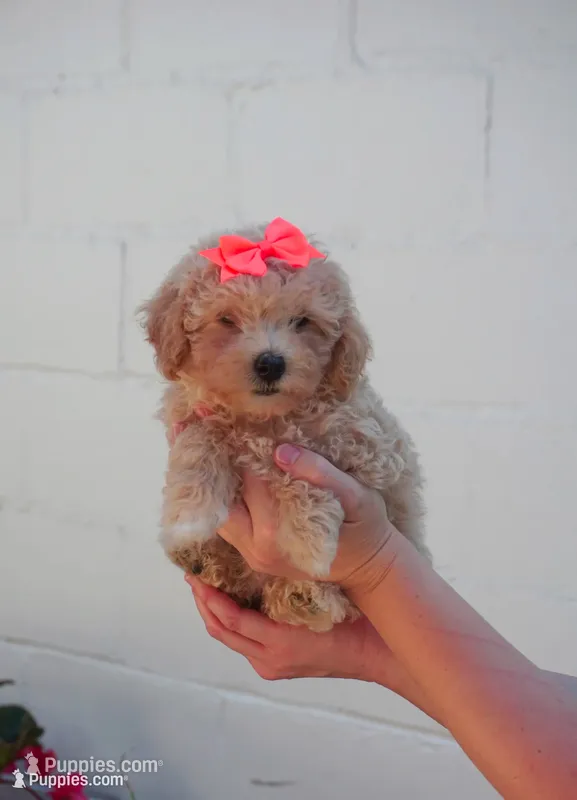 Chanelle – Maltipoo puppy for sale in Trenton, TN