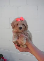 Chanel, a female Maltipoo for sale in Trenton, TN – 1 of 5