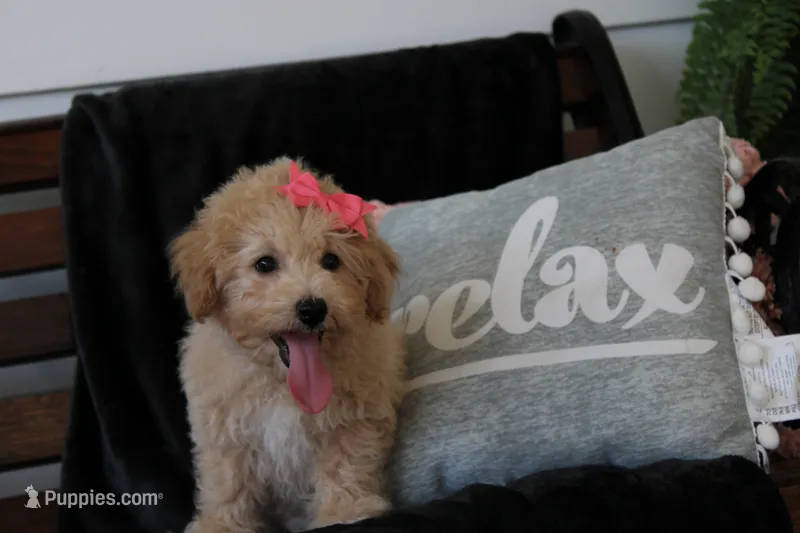 Chanelle – Maltipoo puppy for sale in Trenton, TN
